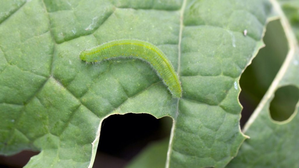Broccoli Worm
