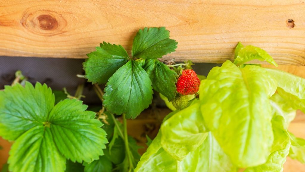 growing food
