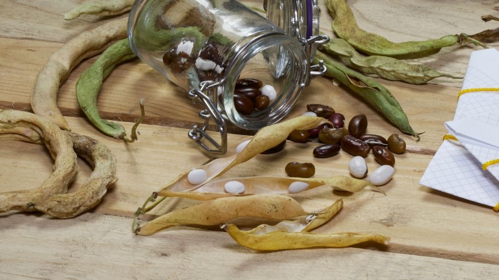save seeds