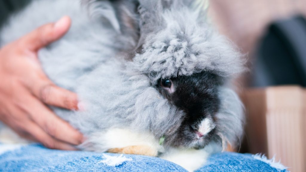 angora rabbit ready for grooming