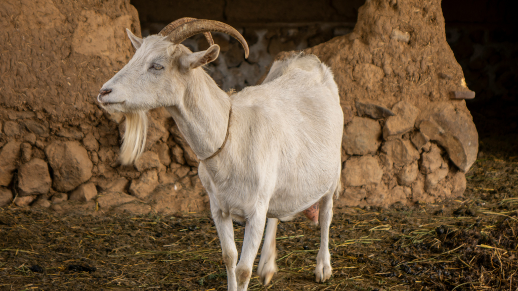buck goat