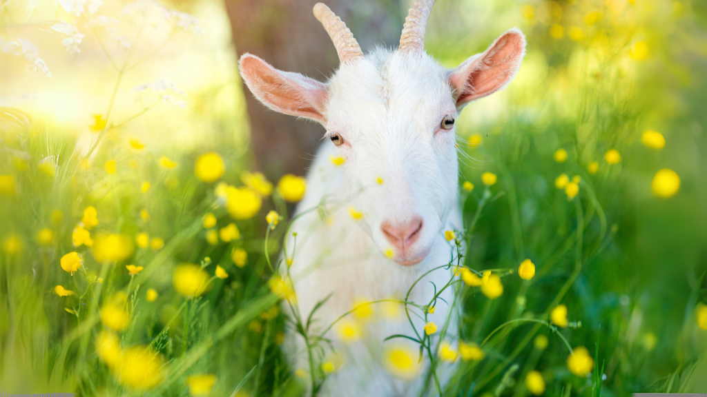 goat in a field of yellow flowers