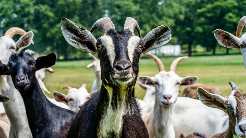 herd of goats