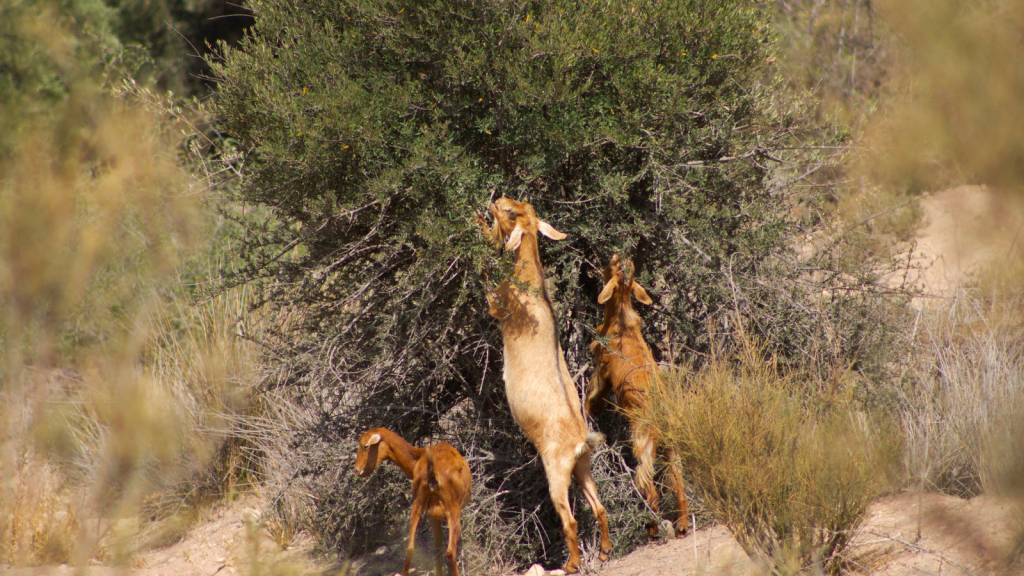 goats browsing