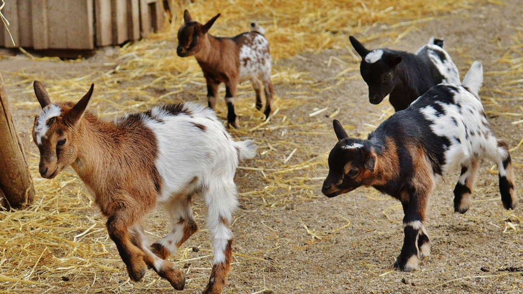 lots of goats