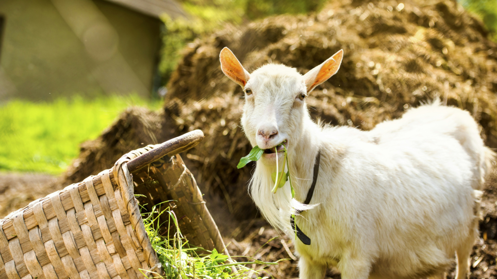 goat eating
