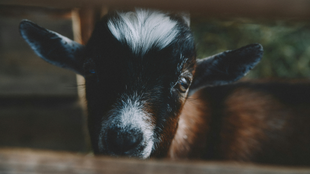 goat kid