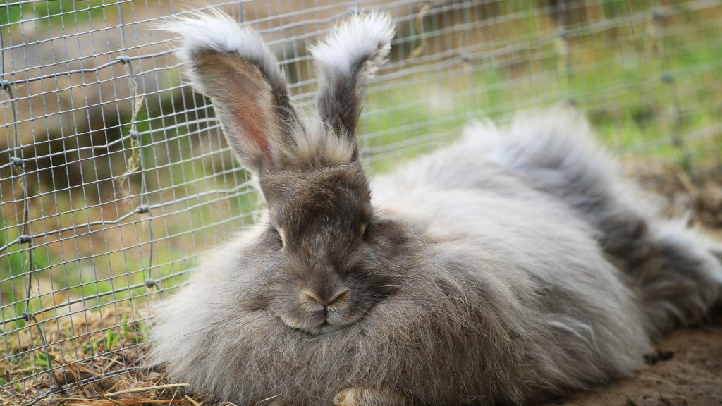 angora rabbit