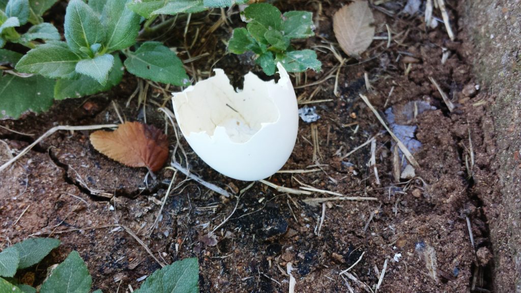 Adding eggshells to garden for fertilizer and to help plants grow tomatoes