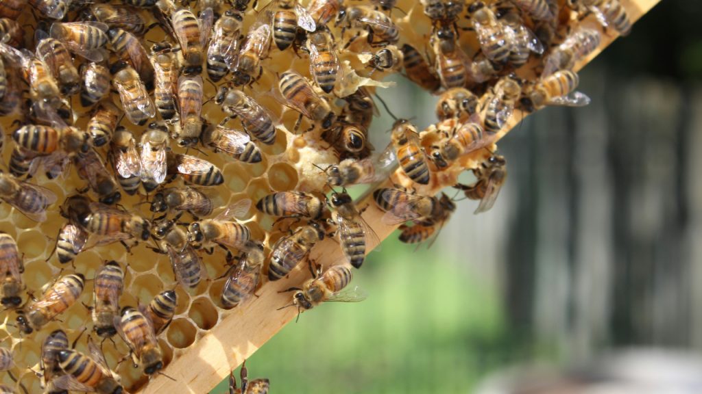 bees, beehive, beekeeping