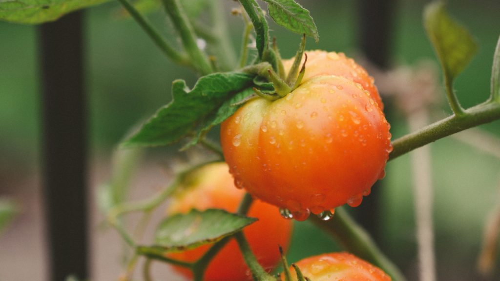 Close-up of a tomato plant