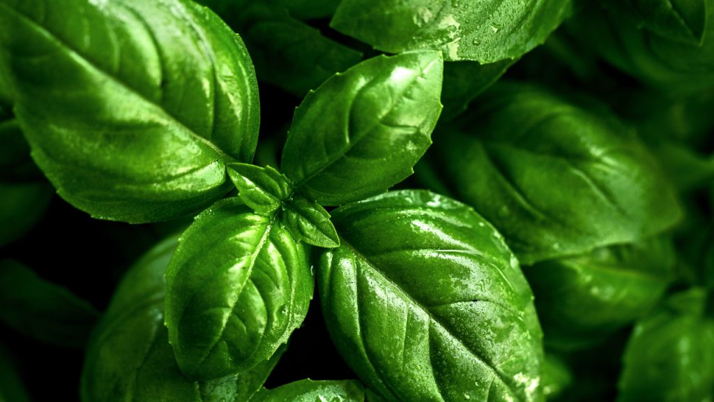 Closeup of tasty beautiful basil