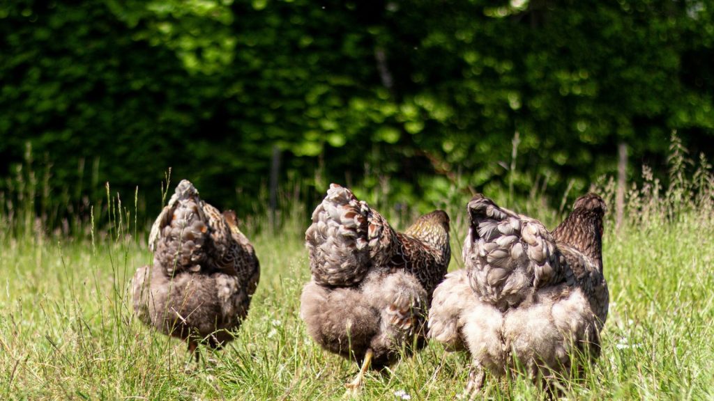 Free range chickens