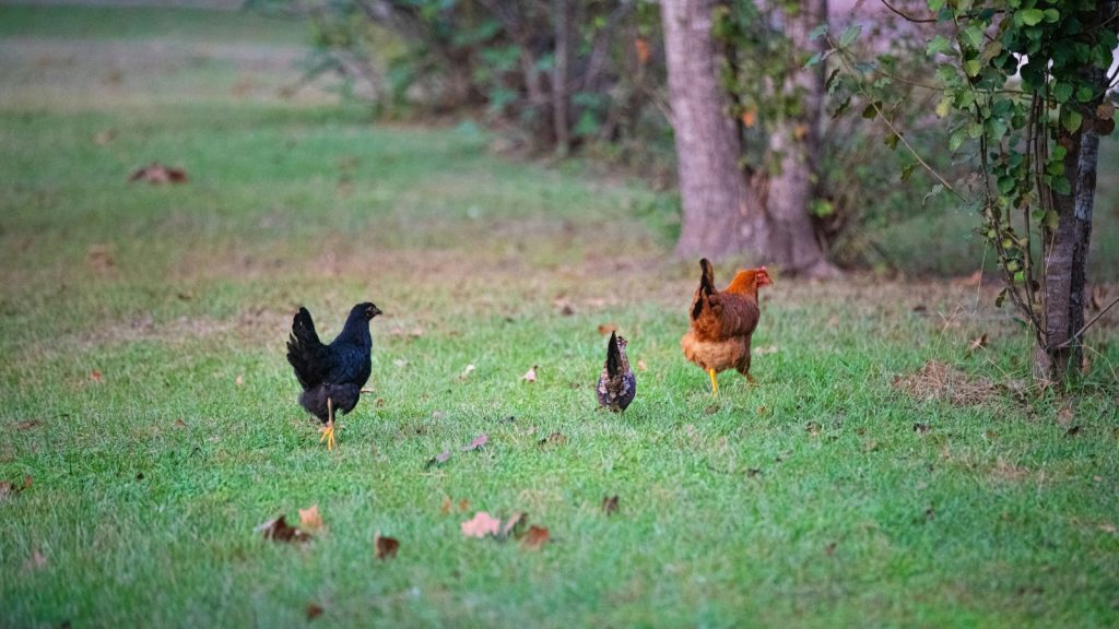 Free range chickens