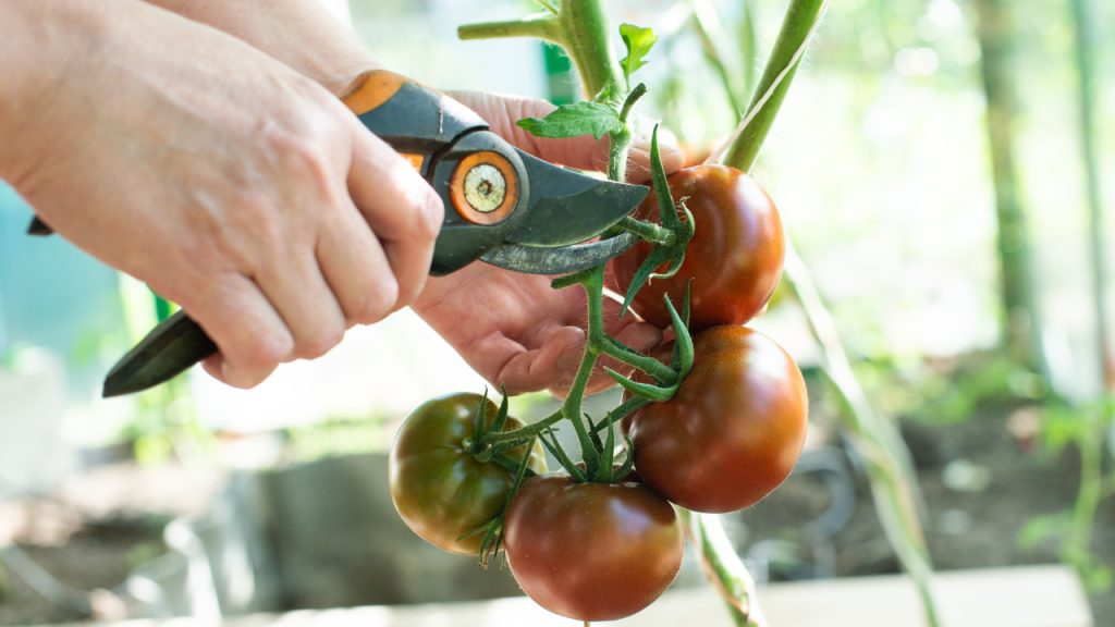 Gardener Pruning Tomato Plants in a Greenhouse
