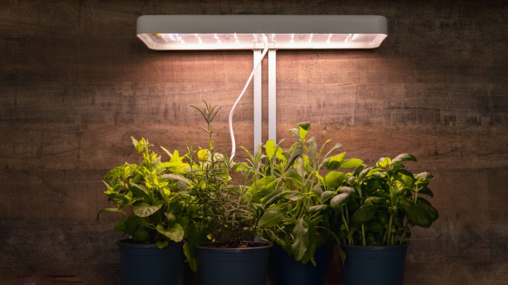 Grow lights over plants