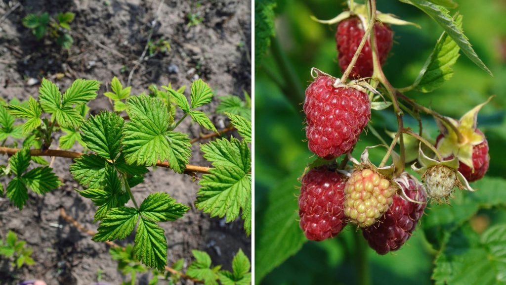 How to Multiply Your Raspberry Plants Through Division, in 8 Easy Steps