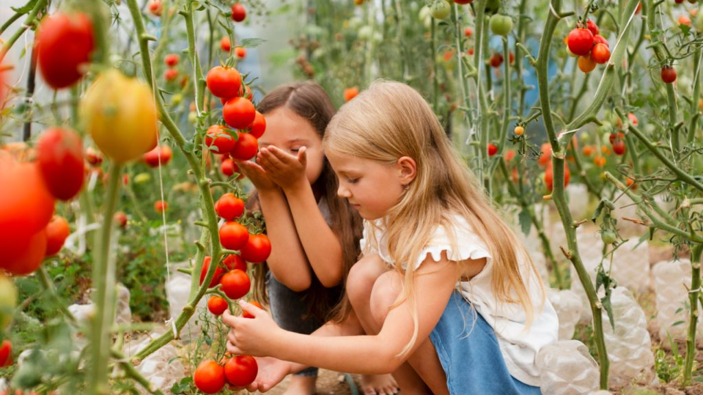 Kids planting picking growing harvesting tomatoes
