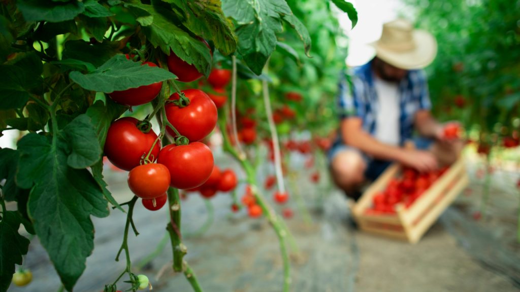 Organic food farm tomatoes