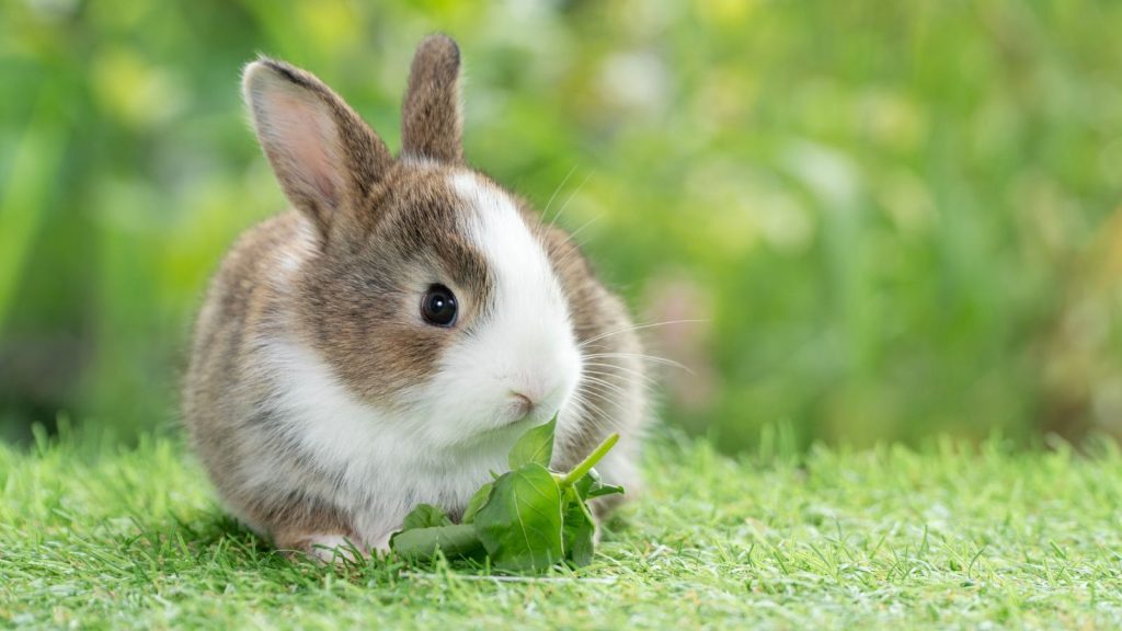 Rabbits