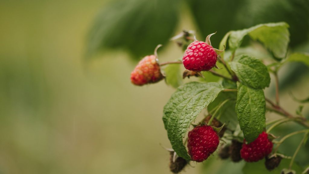 Raspberry canes