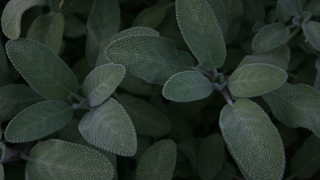 Sage