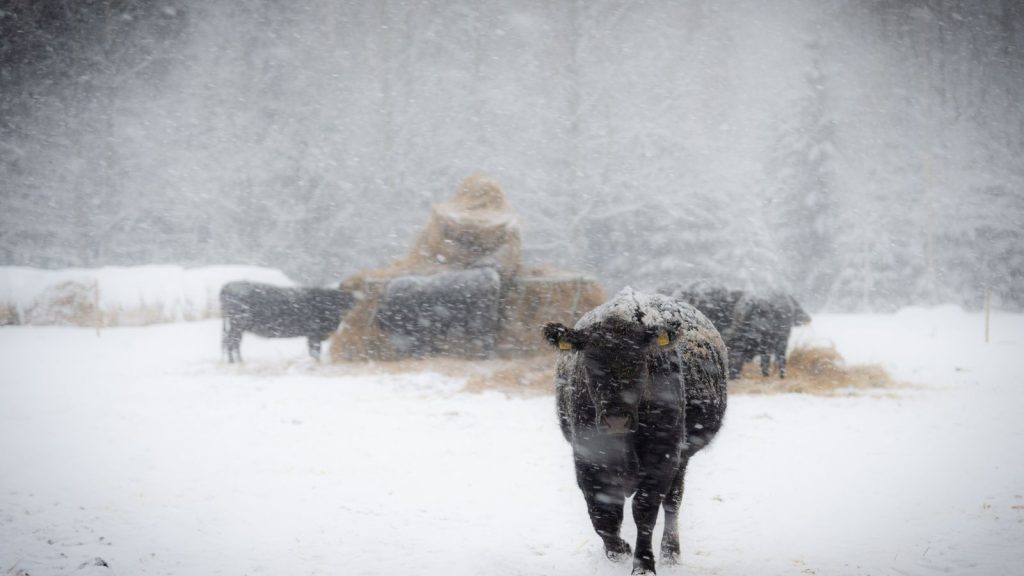 Snow