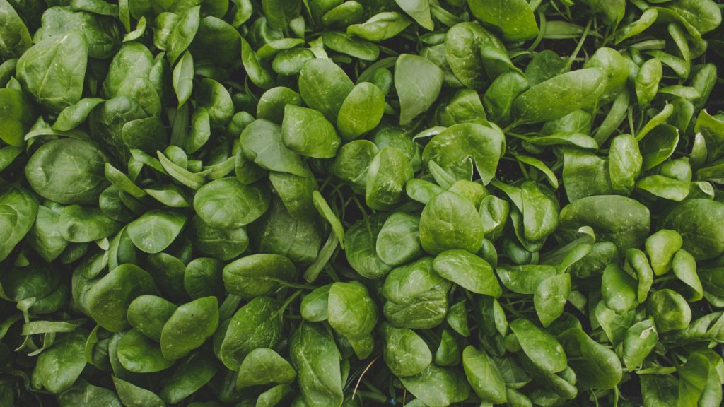 Spinach in a garden
