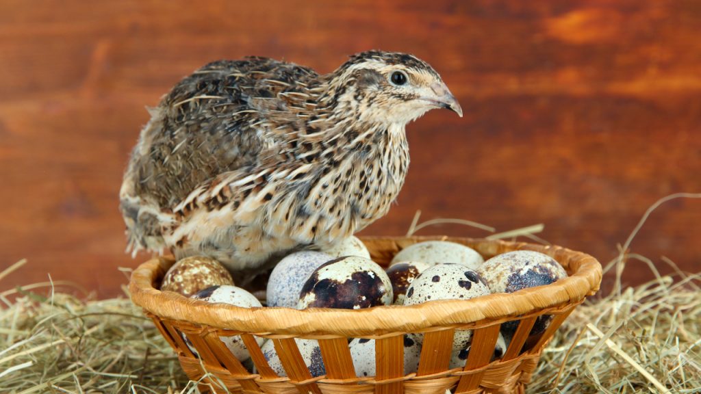 Young quail with eggs on straw on wooden background
