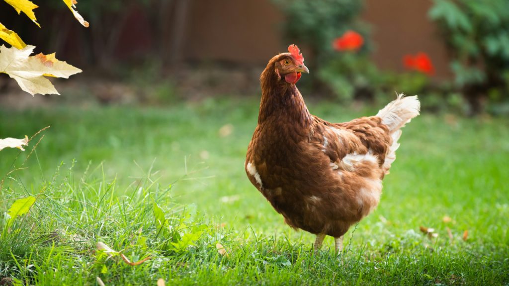 a-free-range-hen-looking-for-food-in-a-grassy-field-g1SmHSHEn_w
