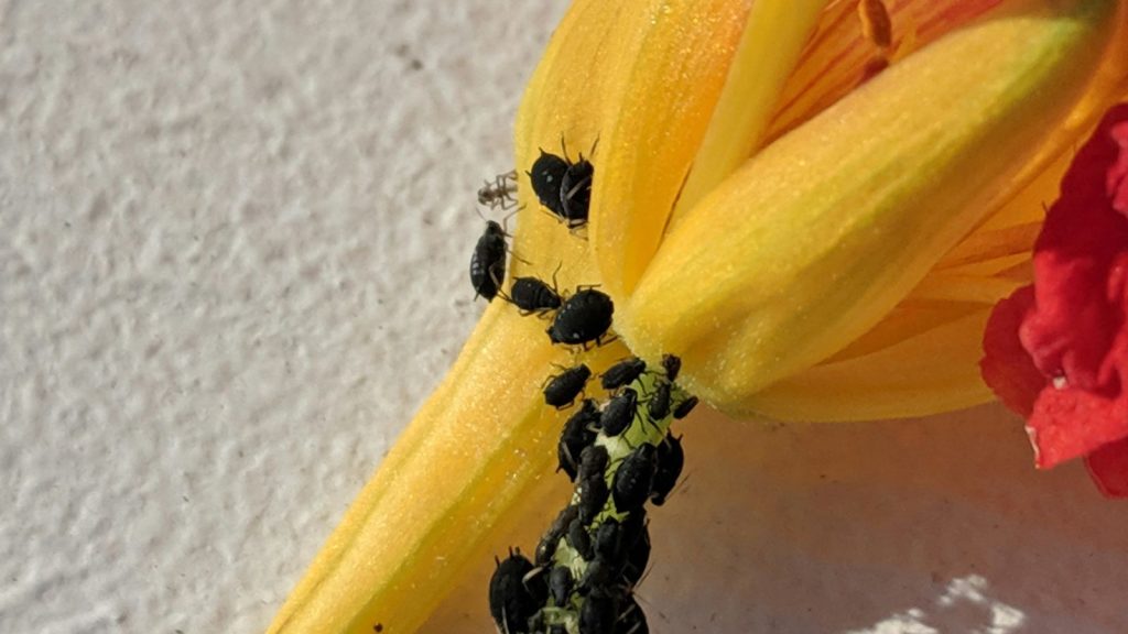 aphids