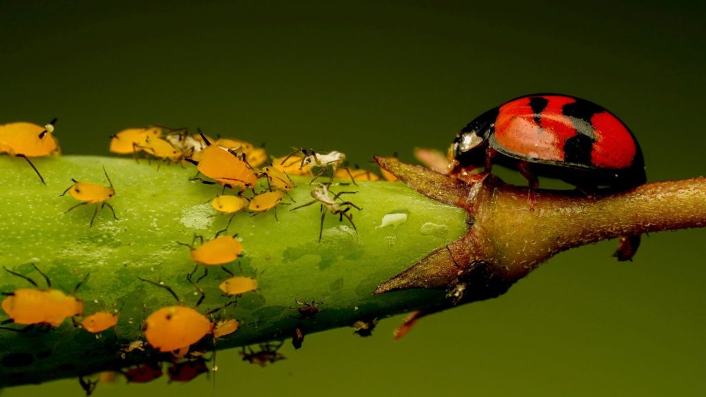 aphids and ladybug