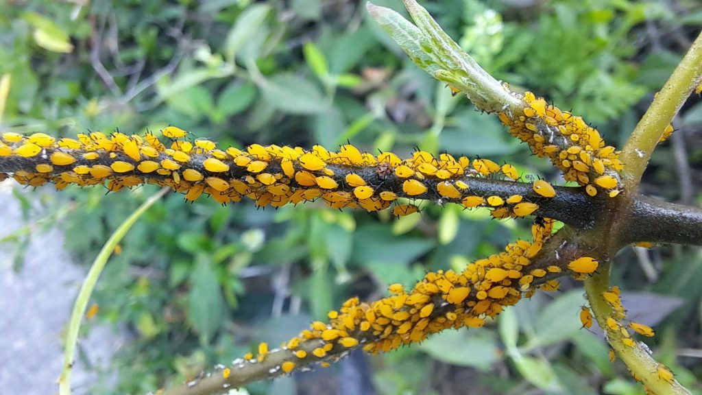 aphids on a plant