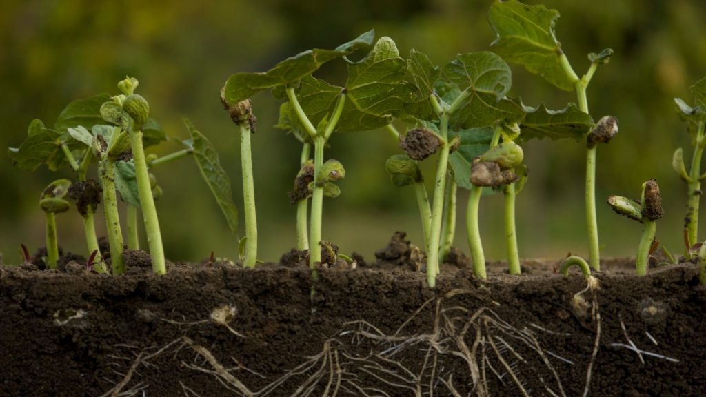 bean seedlings