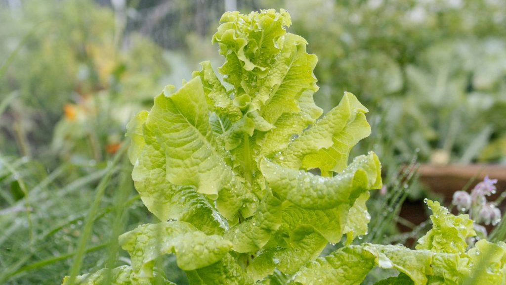 bolting lettuce