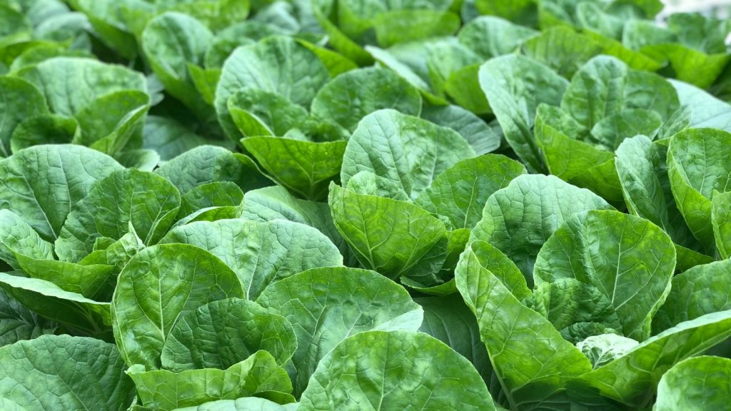 buttercrunch lettuce