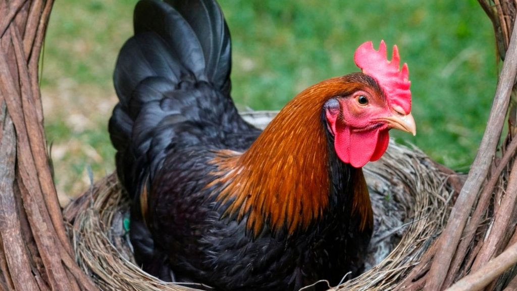chicken