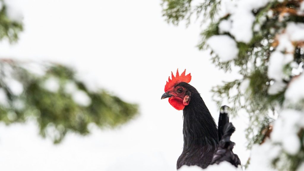 chicken in the snow