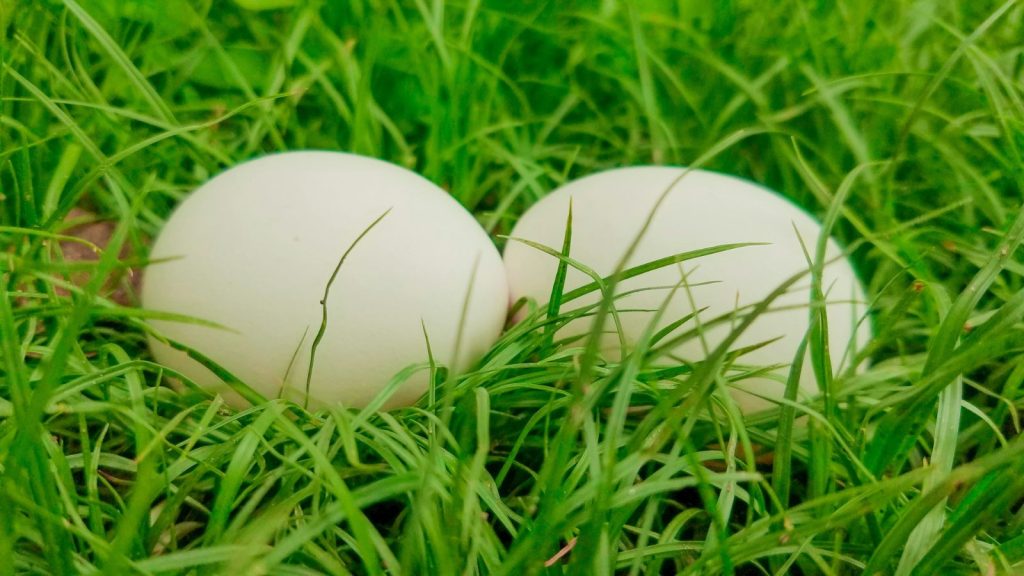 Free range eggs in long grass