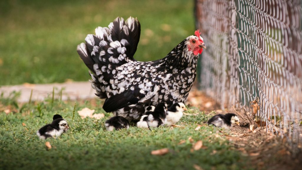 clucking-hen-and-chicks-in-the-grass-on-a-farm-sYYVOMoCVv0