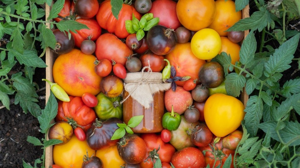 collecting tomatoes