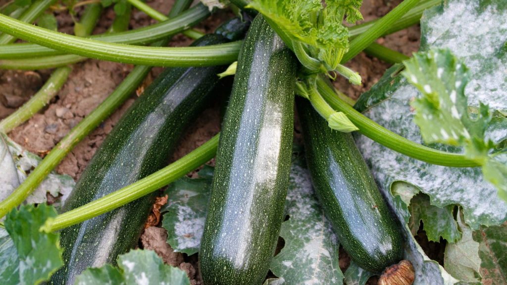 courgette plant