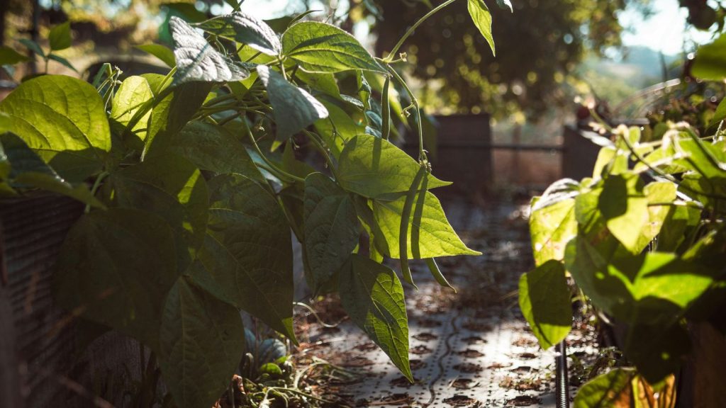 green beans on a plant