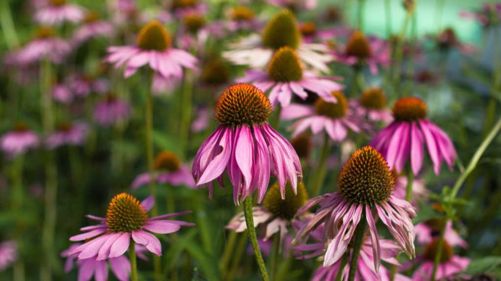 group-of-purple-flowers-tp4nJSNAix0