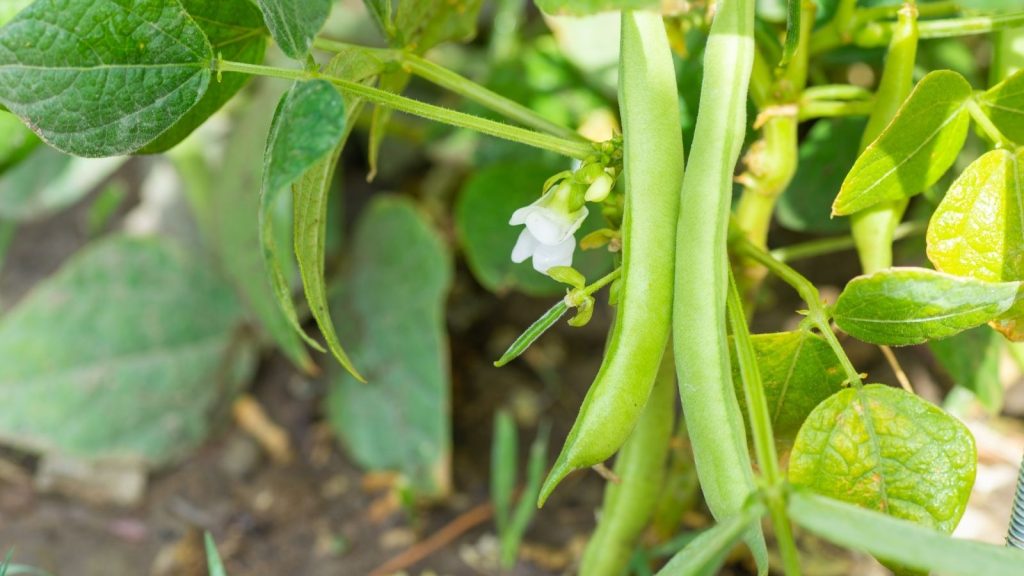 growing pole beans