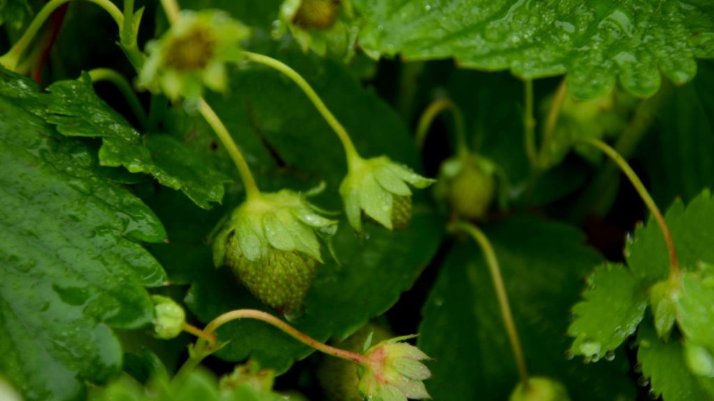Growing strawberries