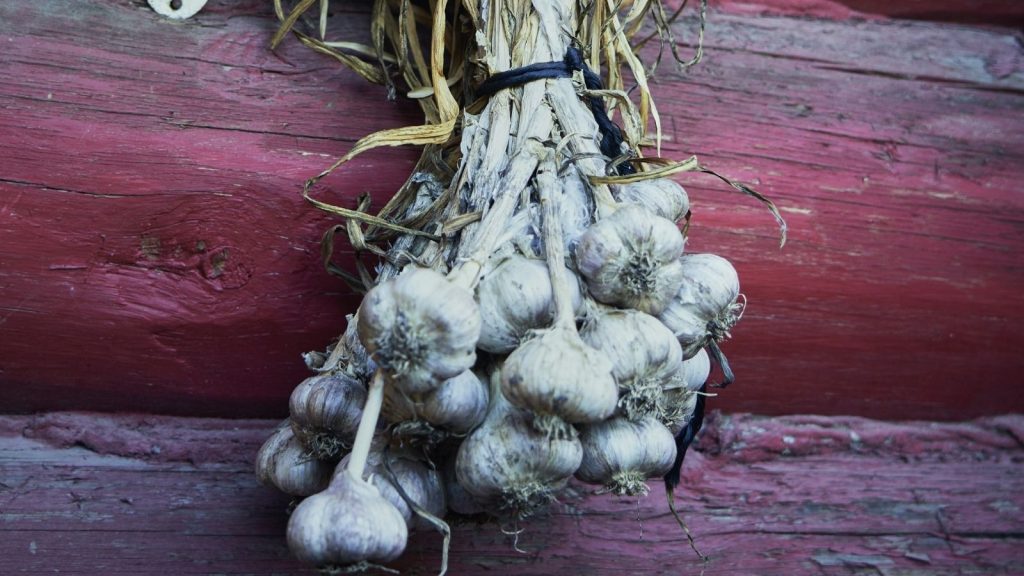 hanging garlic