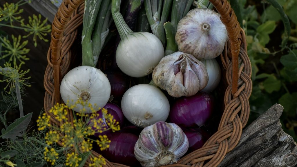 harvesting and growing garlic
