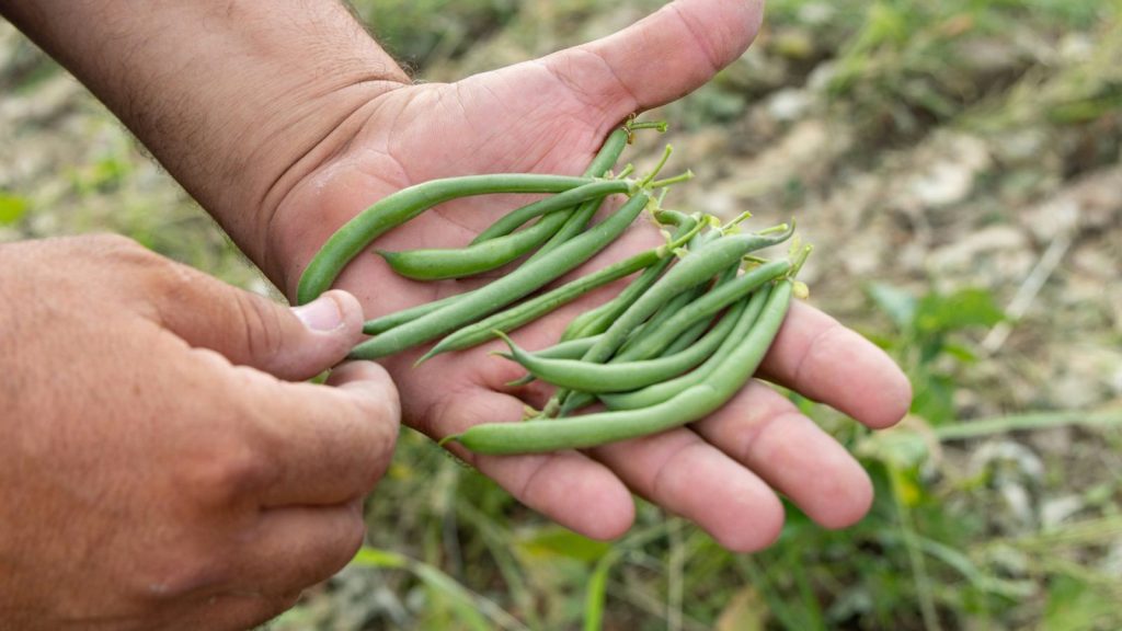 harvesting green beans