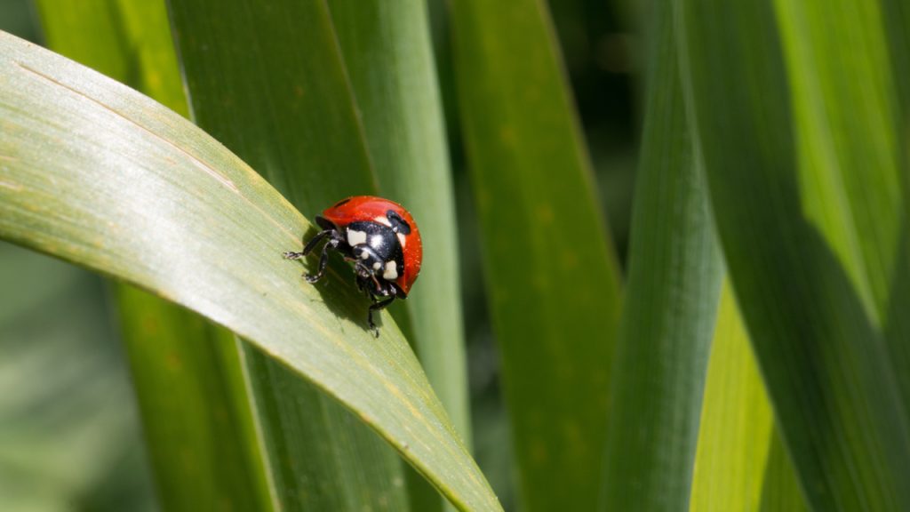 ladybug sitting on green leaf in garden